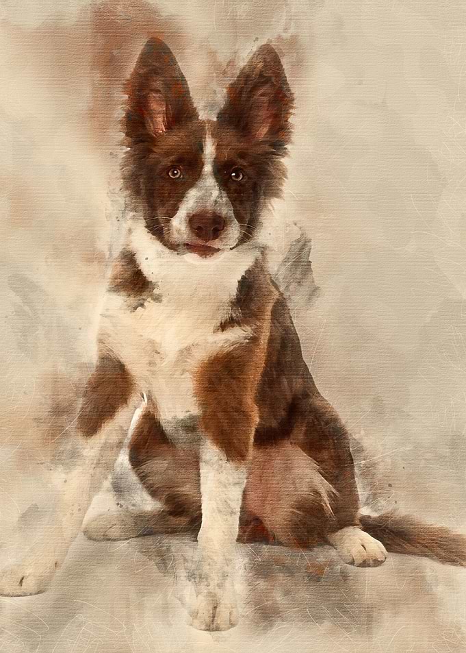 Border Collie puppy 5 mont