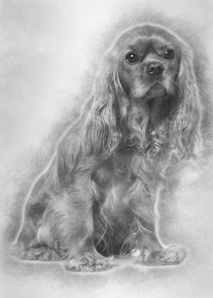 Cavalier King Charles 18 M