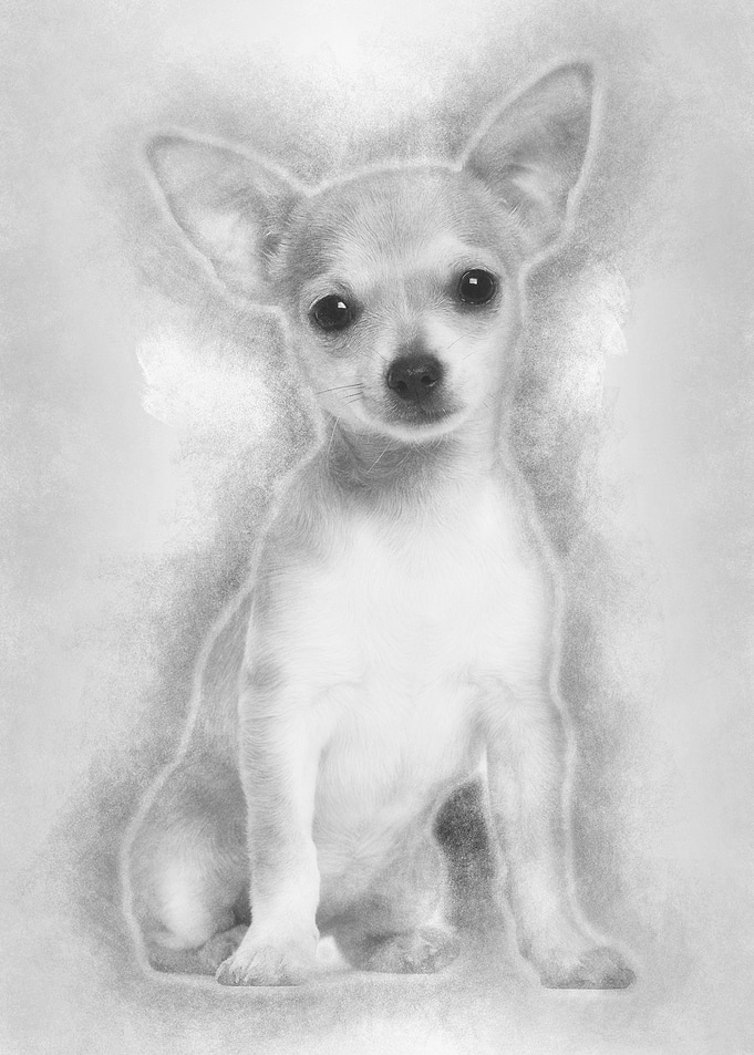 Chihuahua puppy 3 months o