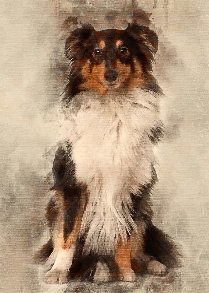 Shetland Sheepdog 2 years