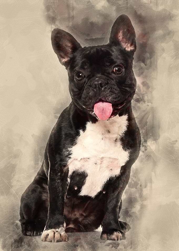 French Bulldog 15 years