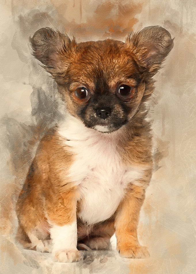 Chihuahua puppy 3 months o