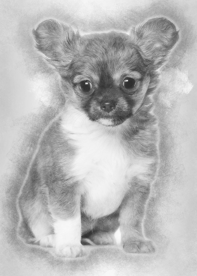 Chihuahua puppy 3 months o