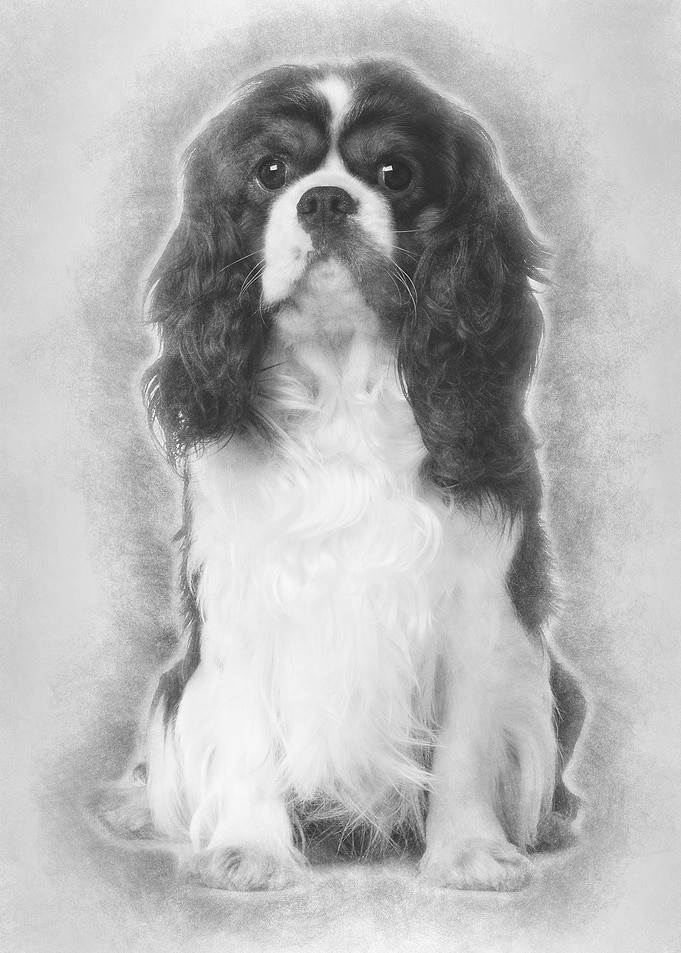 Cavalier King Charles 2 Ye