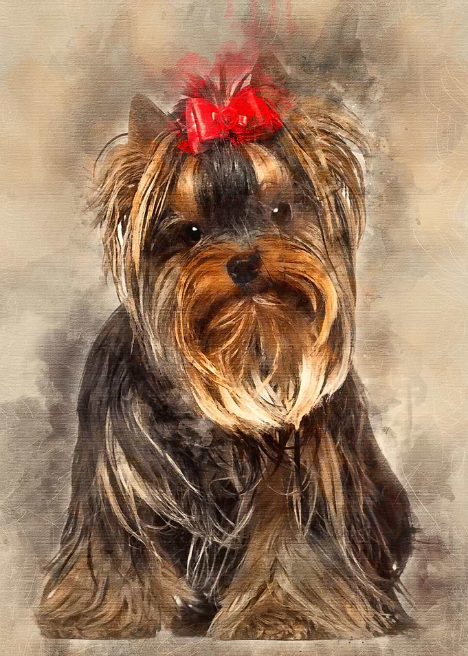 Yorkshire Terrier 8 months