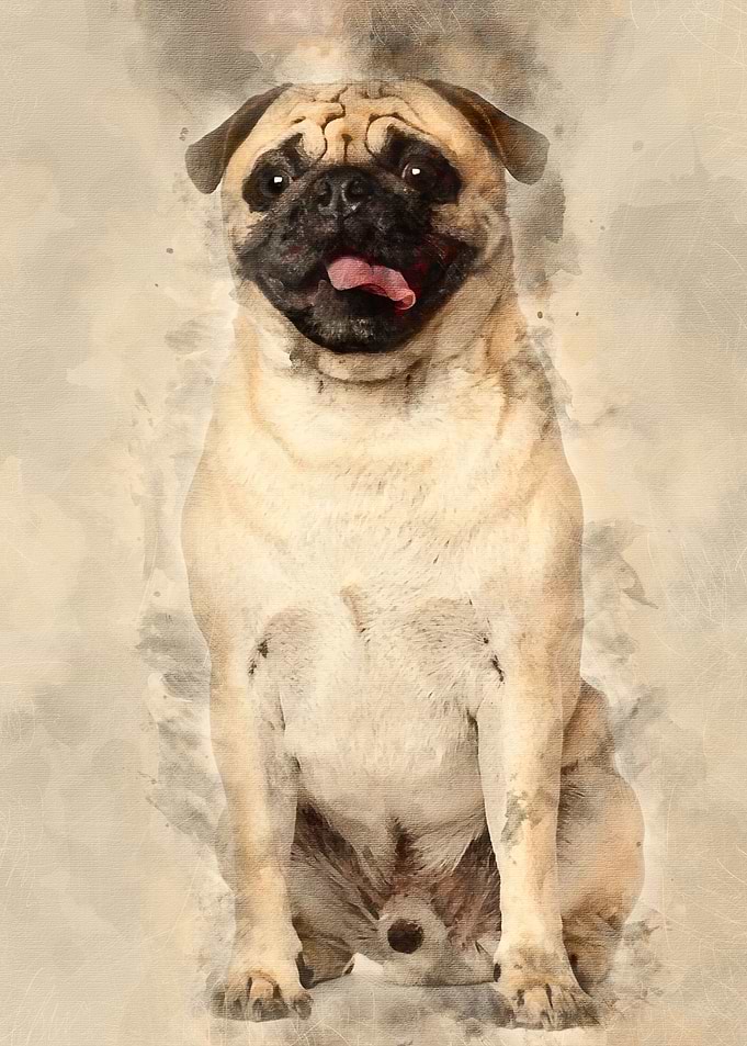 Pug 3 years old sitting ag