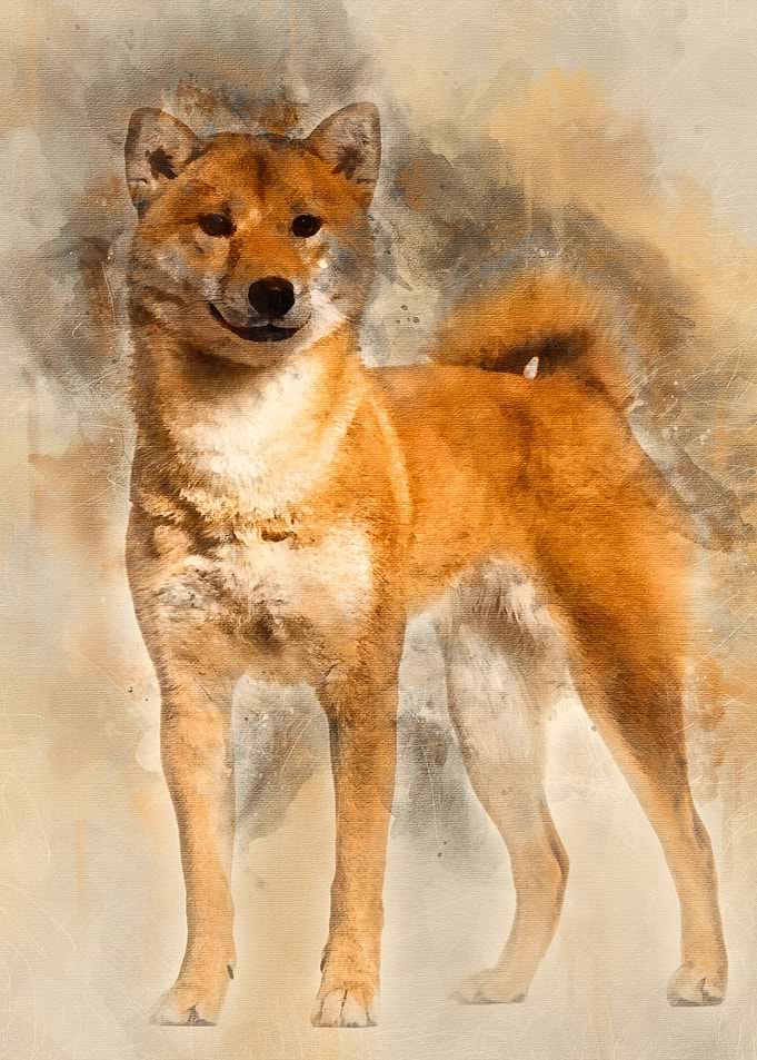 Shiba Inu standing against