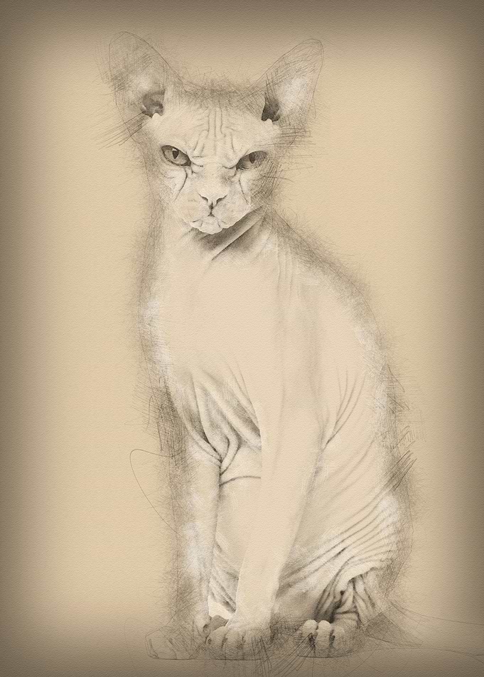 Sphynx Hairless Cat 4 year