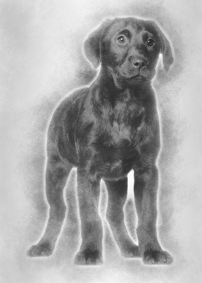 Labrador puppy 3 months ol