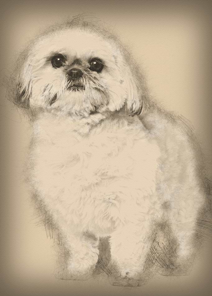 Shih Tzu 3 and a half year