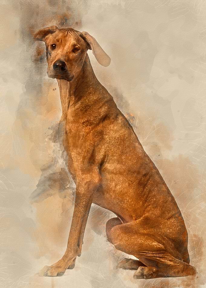 Rhodesian Ridgeback sittin