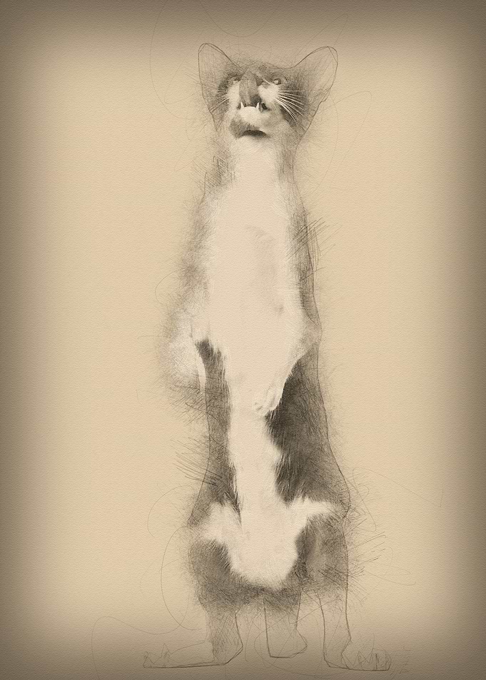 Oriental Shorthair standin
