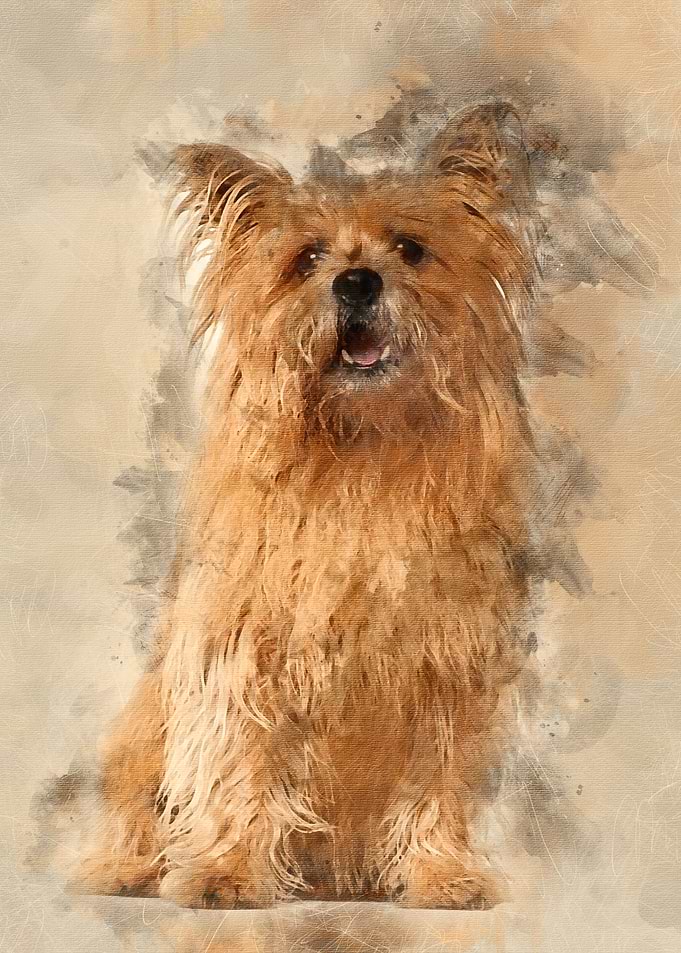 Cross breed 8 years old si