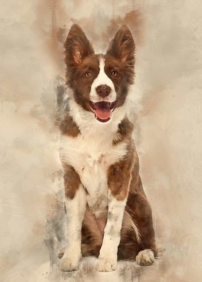 Border Collie puppy 5 mont