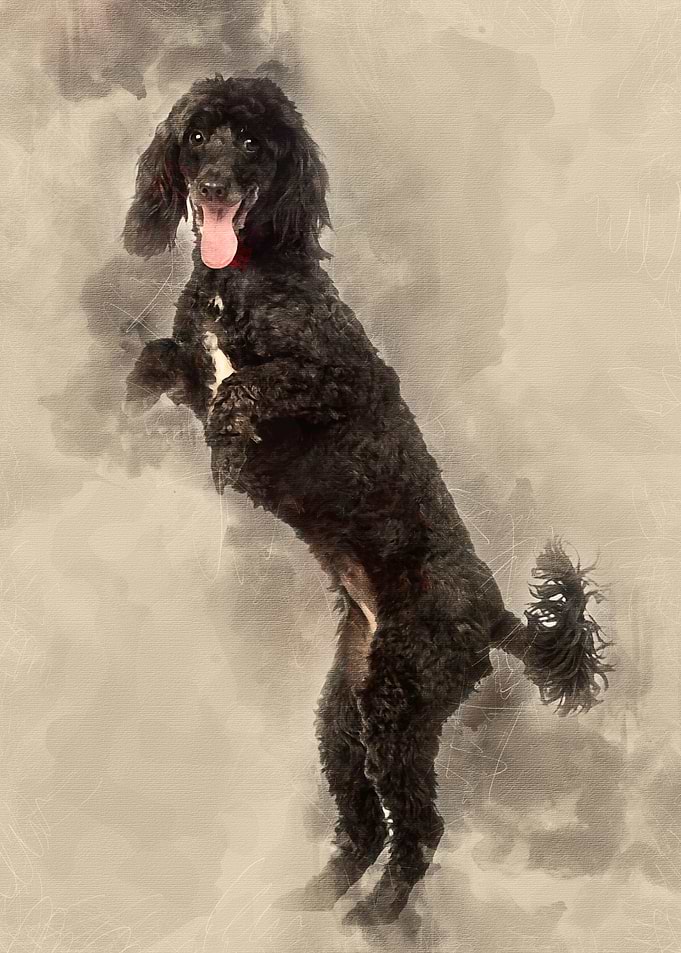 Poodle 5 years old