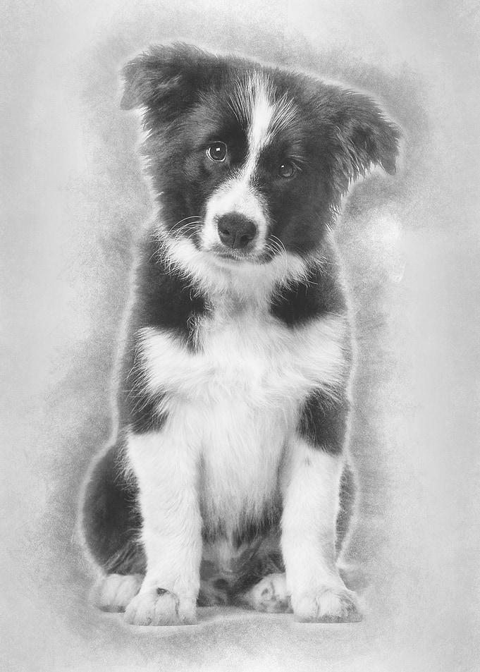 Border Collie puppy 17 wee