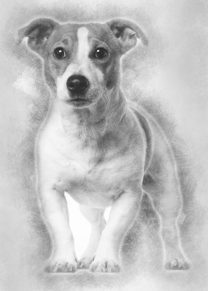 Jack Russell Terrier 16 mo