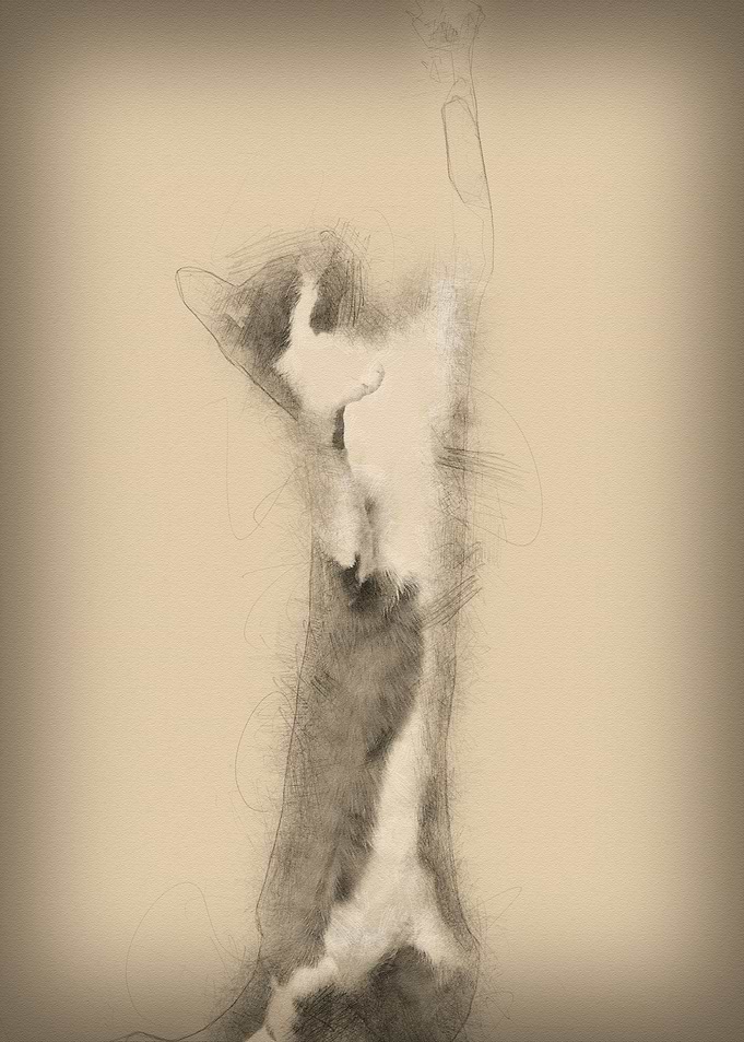 Oriental Shorthair standin