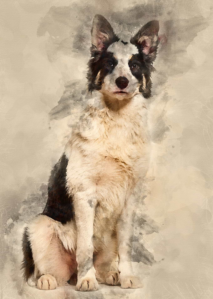 Border Collie sitting agai
