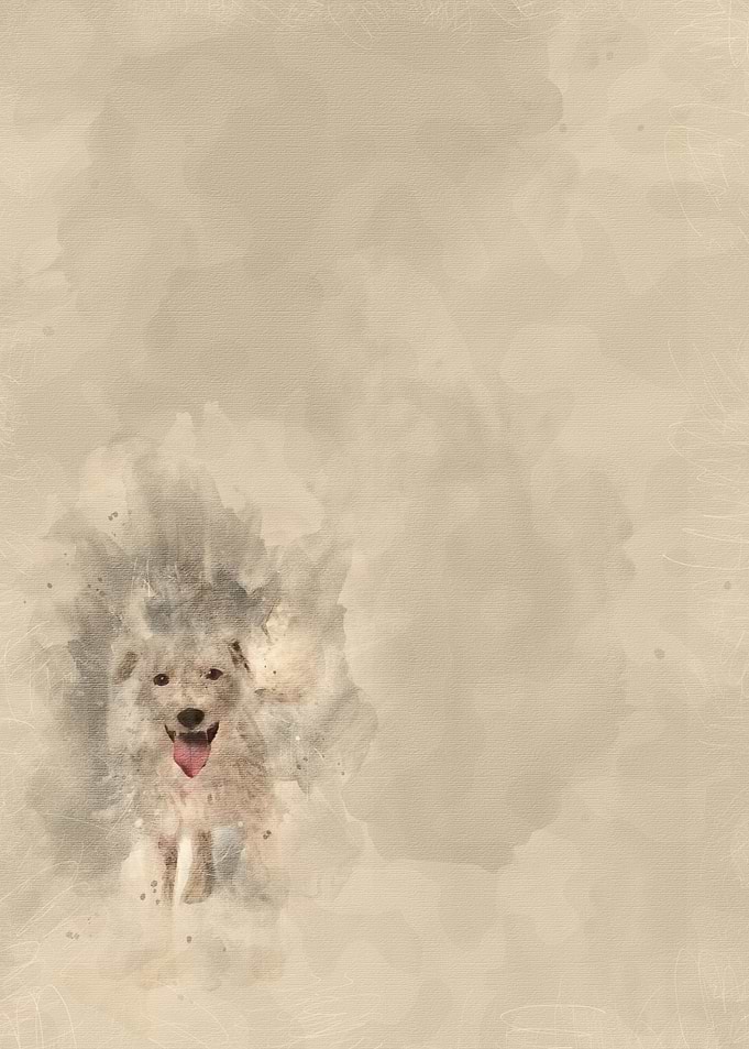Parson Russell terrier uri