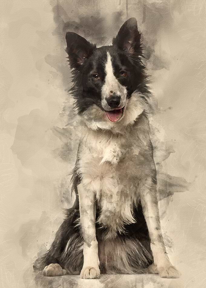 Border Collie dog 18 mont
