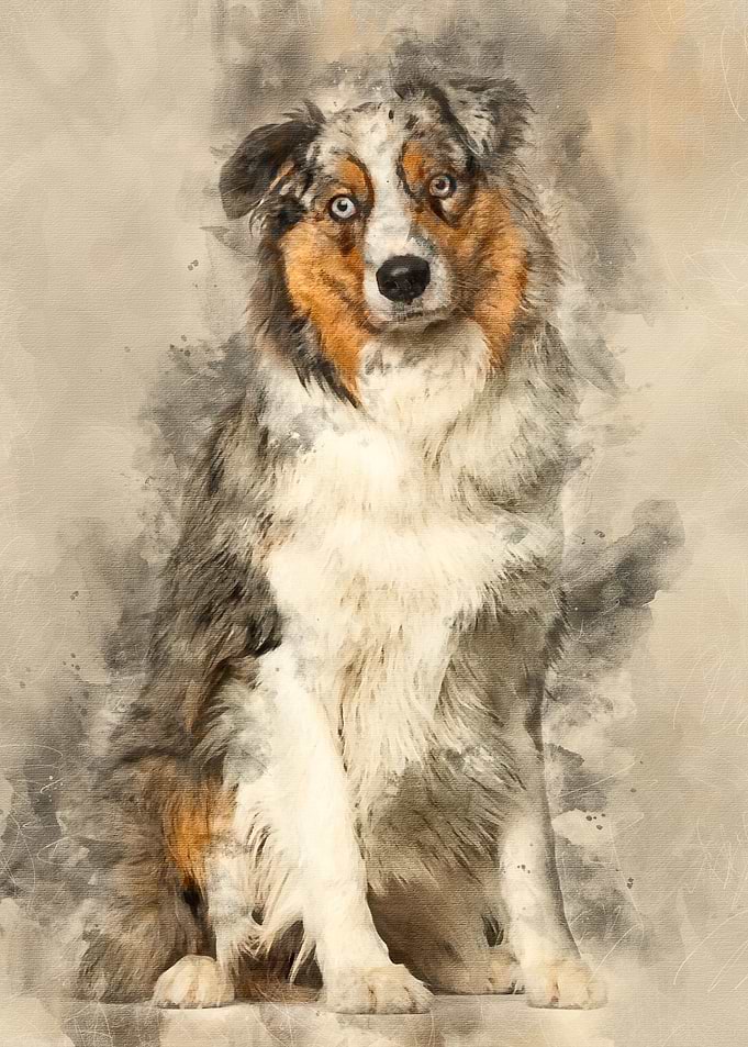 Australian Shepherd dog si