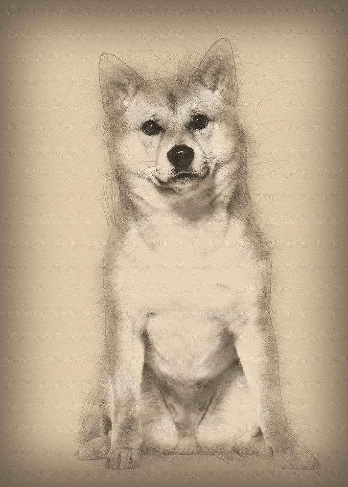 Shiba Inu sitting against