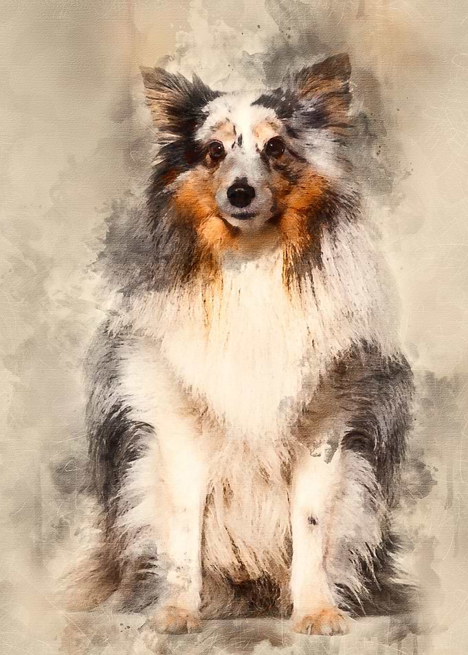 Sheltie sitting against wh