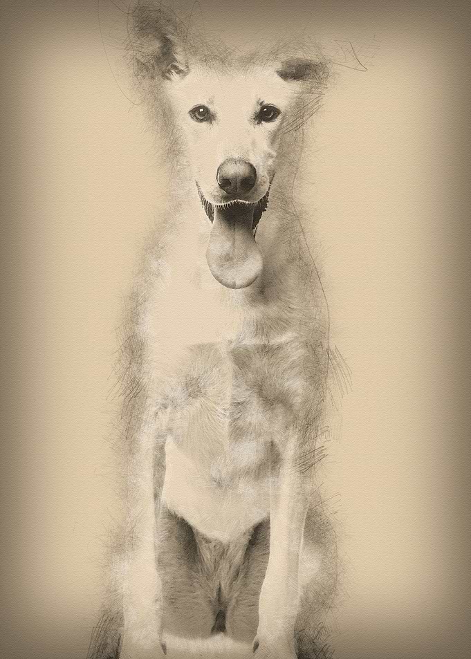 Portrait of Crossbreed dog