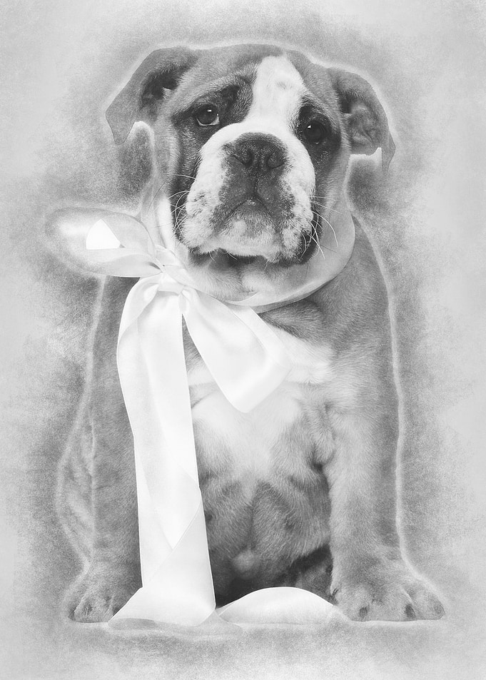 English Bulldog puppy 2 an