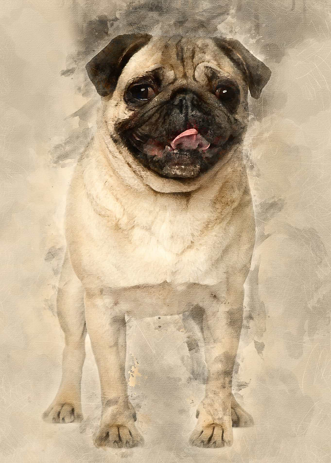 Pug 2 Years old standing