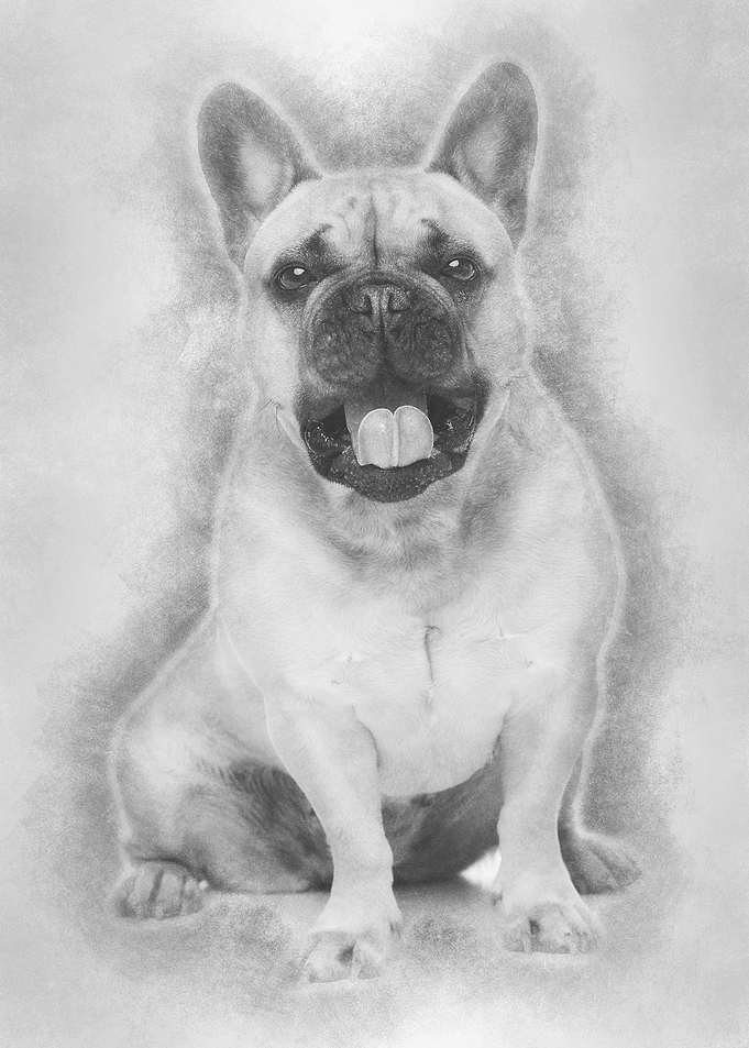 Beautiful french bulldog d