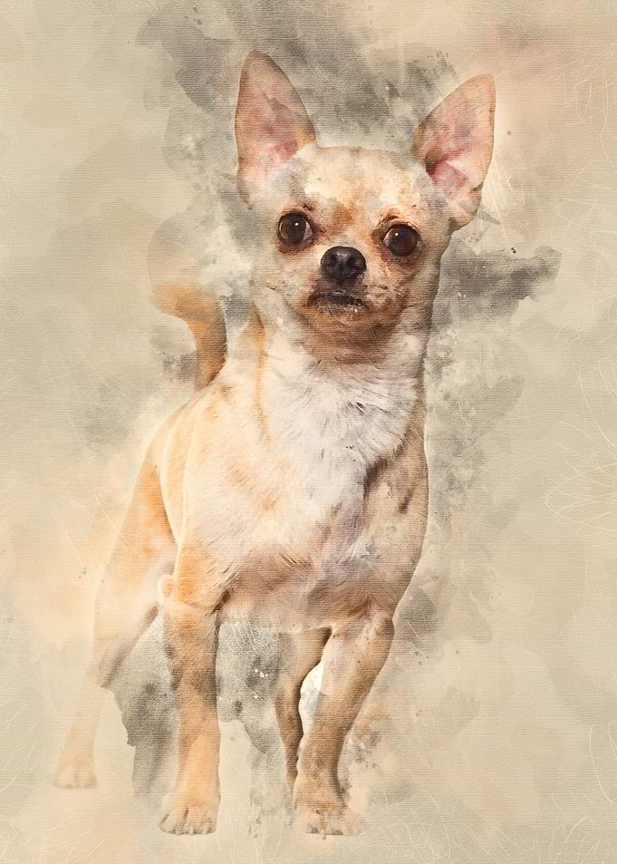 Chihuahua dog 14 months ol