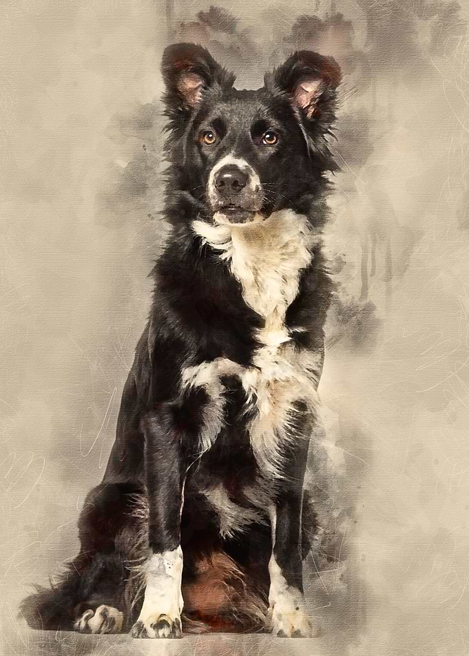 Border Collie dog 1 year o