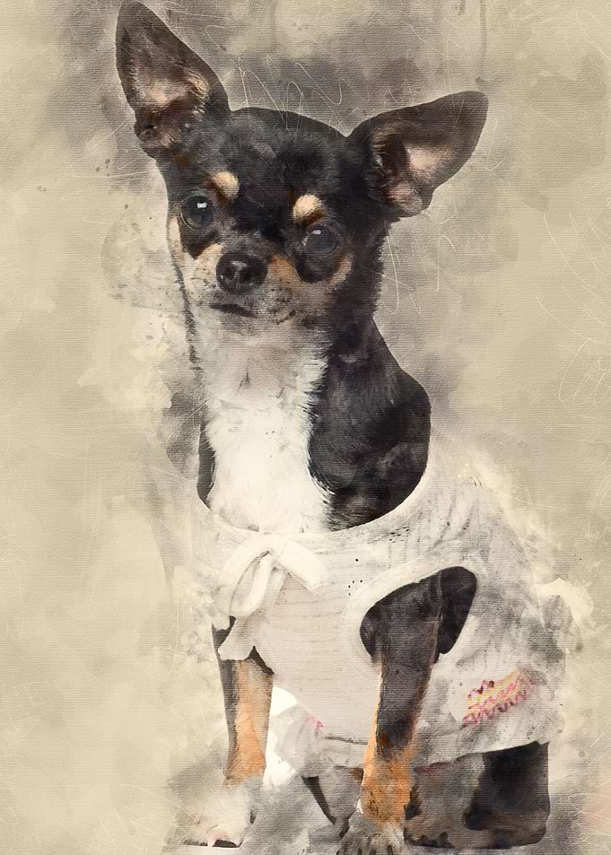 Chihuahua dressed sitting