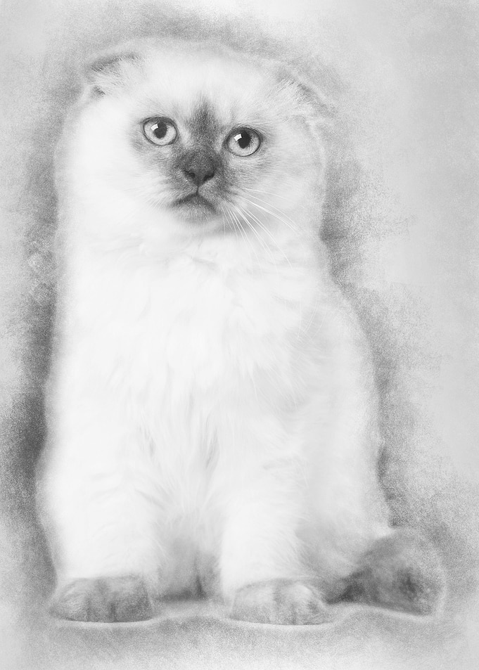 Highland fold kitten sitti
