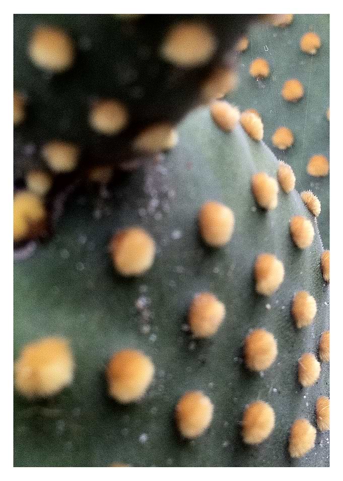 Espinhoso
