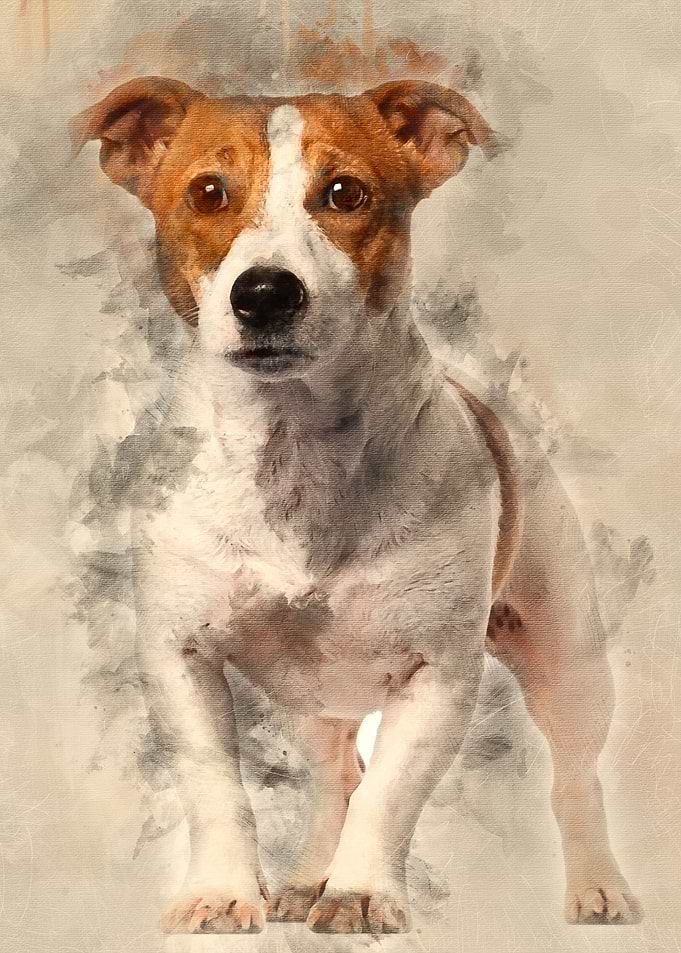 Jack Russell Terrier 16 mo