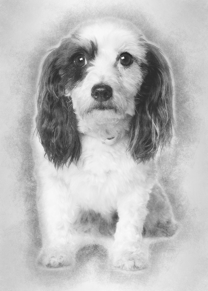 Harvanese Bichon 4 years o