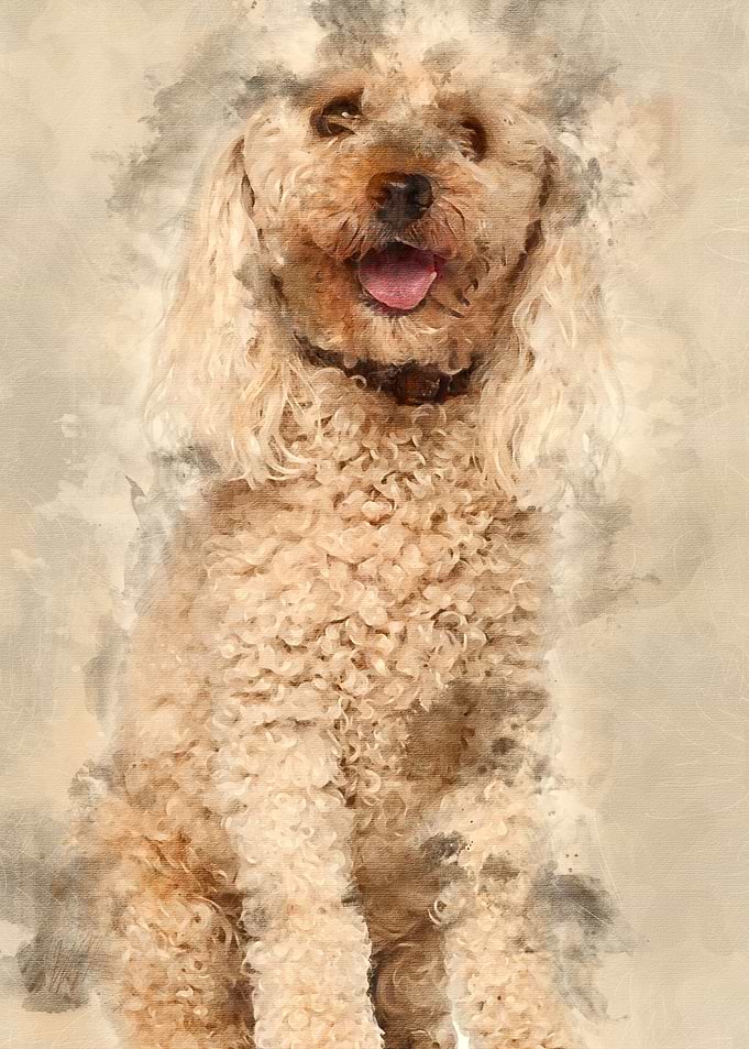 Poodle 13 years old sittin