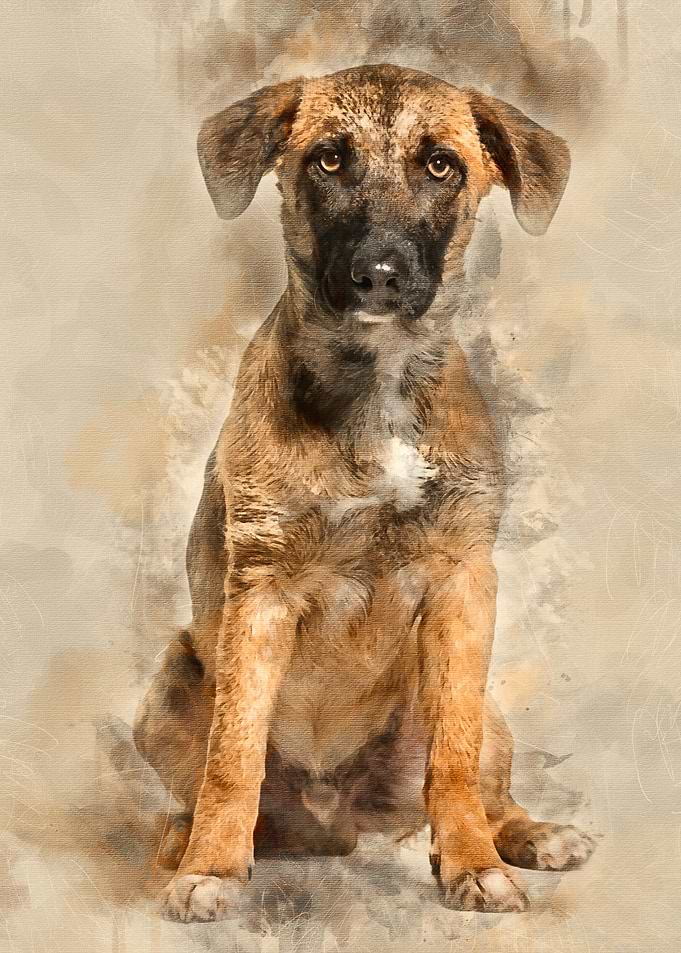 Mixedbreed dog 7 months
