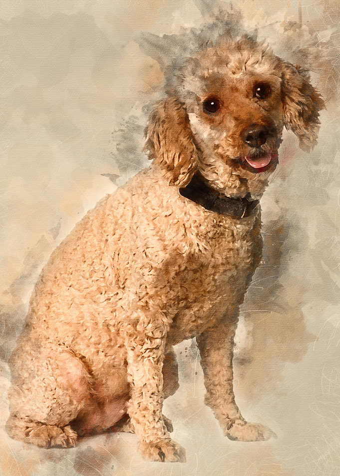Apricot poodle 7 years old