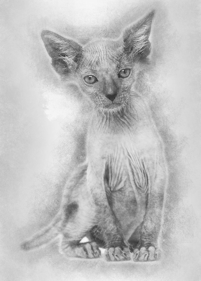 Kitten Lykoi cat 7 weeks o
