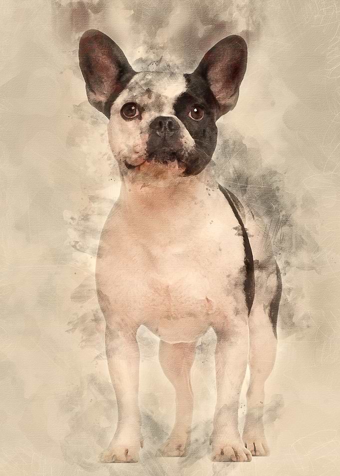 French Bulldog 3 years old