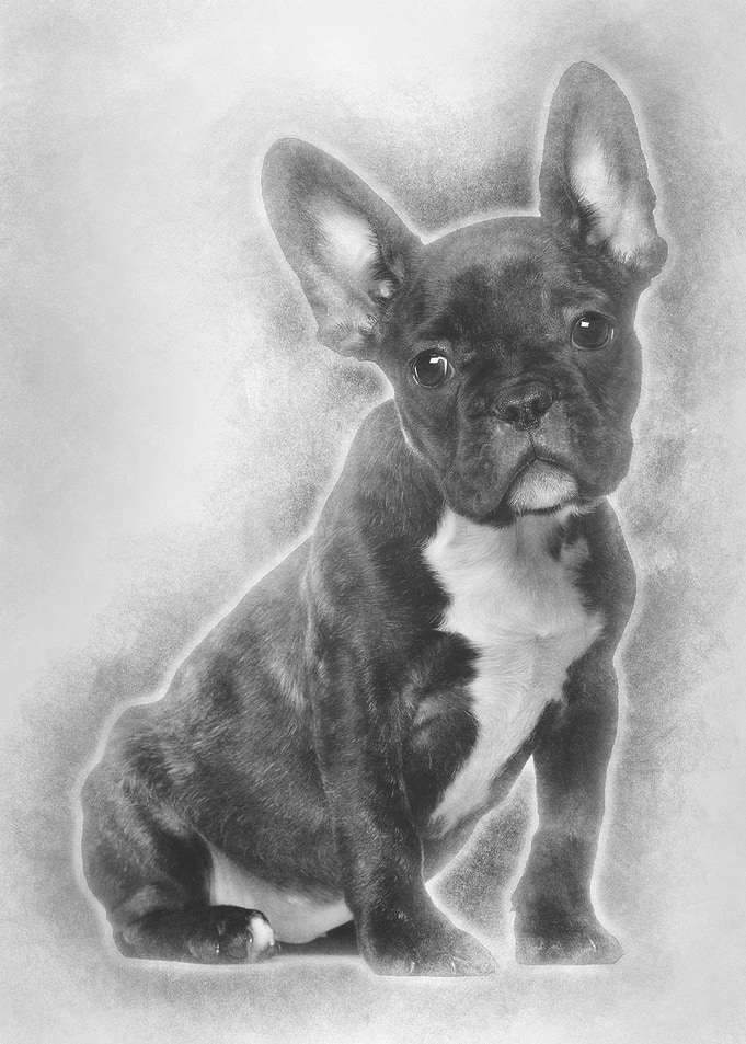 French Bulldog sitting aga