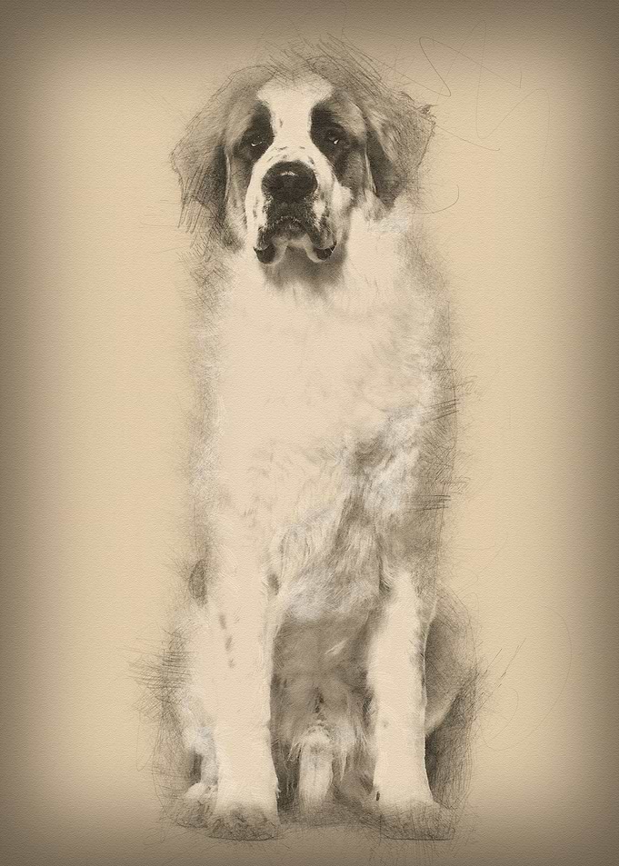 StBernard dog sitting and