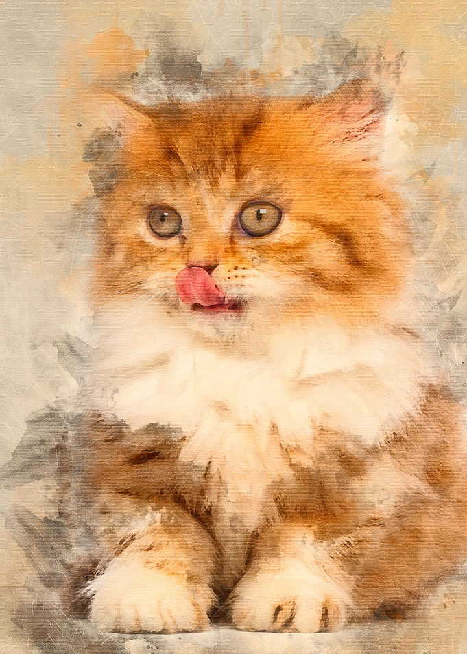 British Longhair kitten 2