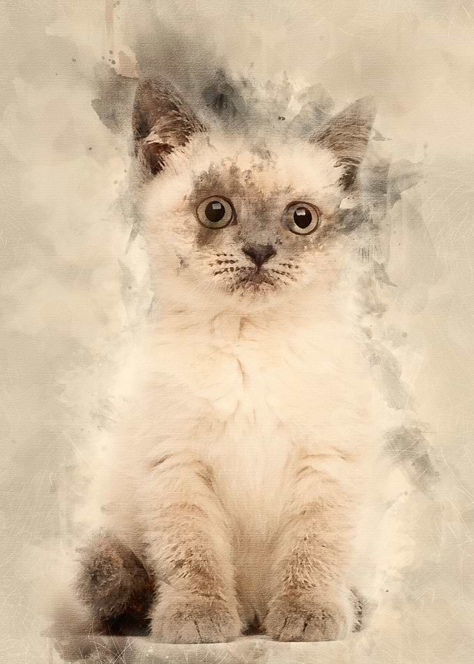 Portrait of British Shorth