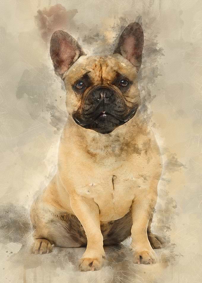 Beautiful french bulldog d