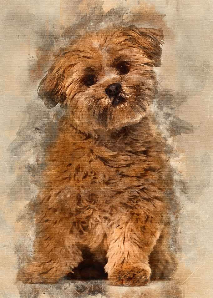 Lhasa apso dog 8 months ol